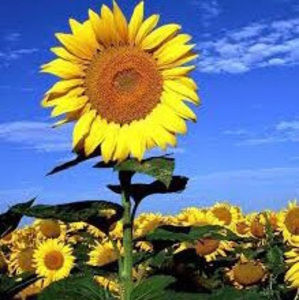 Meet your Posher, Văn nghĩa